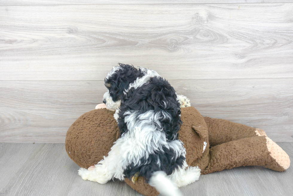 Friendly Mini Bernedoodle Baby