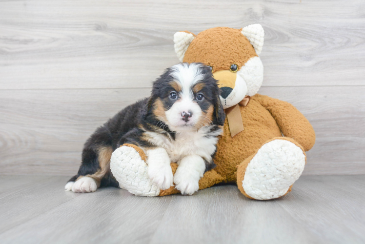 Adorable Mini Berniedoodle Poodle Mix Puppy