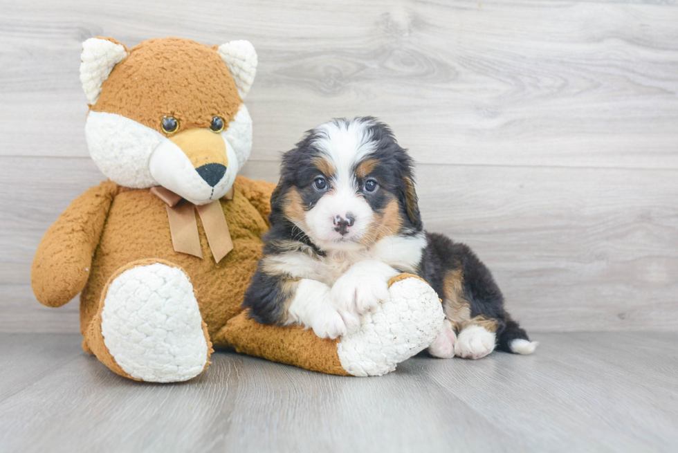 Playful Mini Berniedoodle Poodle Mix Puppy