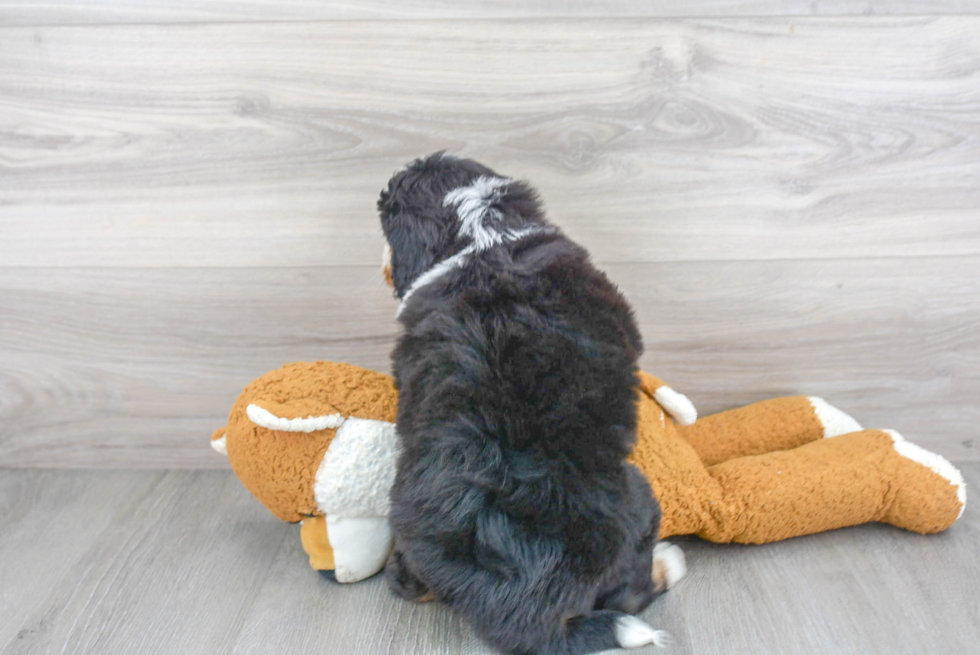 Mini Bernedoodle Pup Being Cute