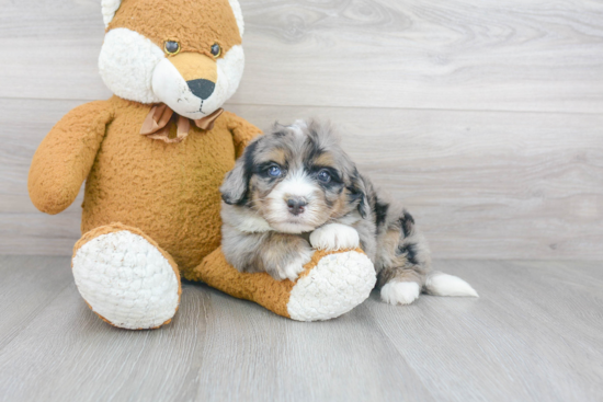 Cute Mini Bernedoodle Baby