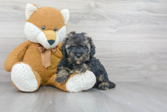 Mini Bernedoodle Puppy for Adoption