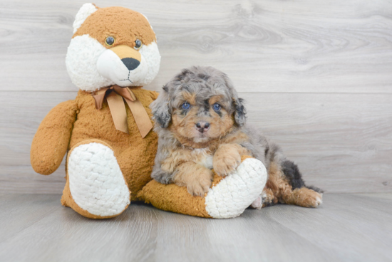 Mini Bernedoodle Pup Being Cute