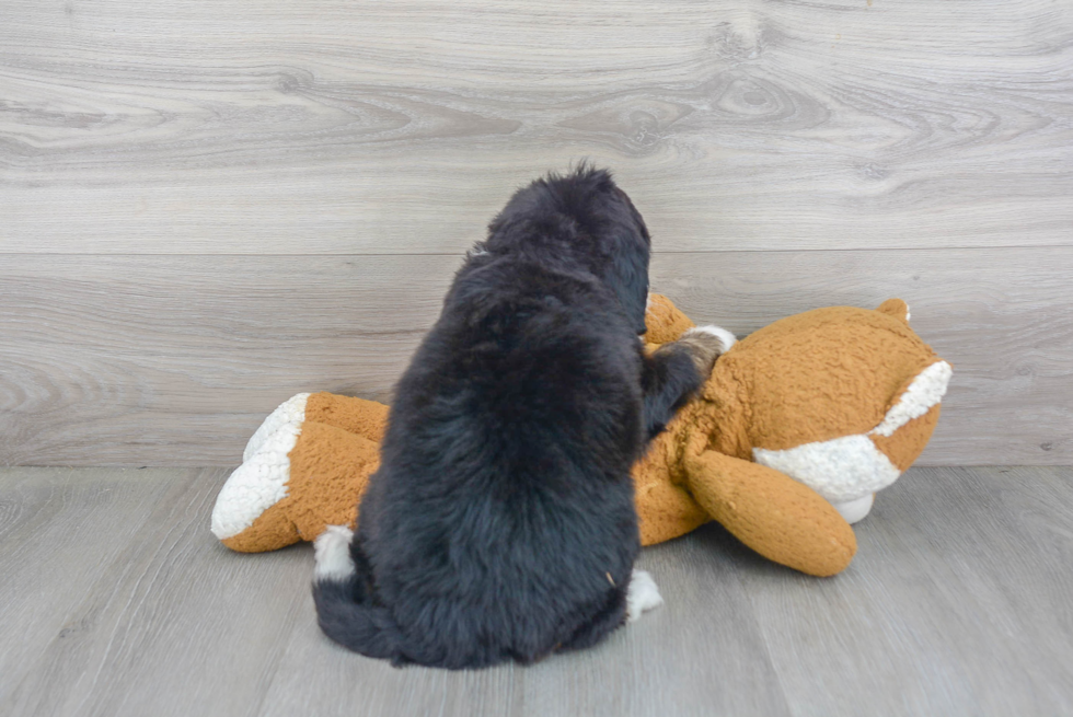 Funny Mini Bernedoodle Poodle Mix Pup