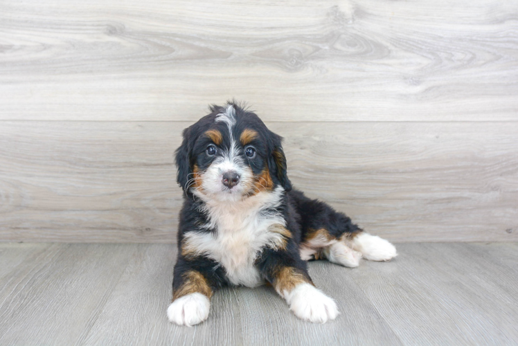 Mini Bernedoodle Pup Being Cute