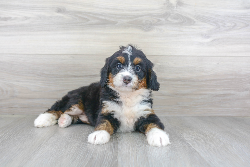 Mini Bernedoodle Puppy for Adoption