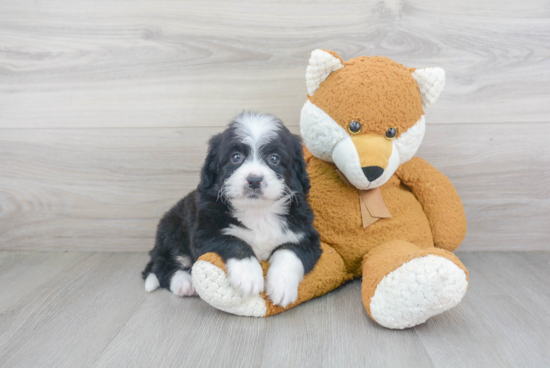 Mini Bernedoodle Puppy for Adoption