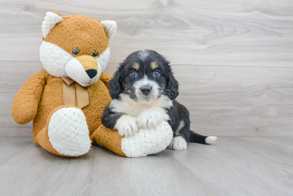 Mini Bernedoodle Puppy for Adoption