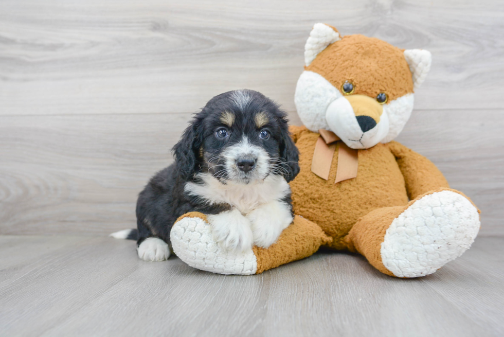 Best Mini Bernedoodle Baby