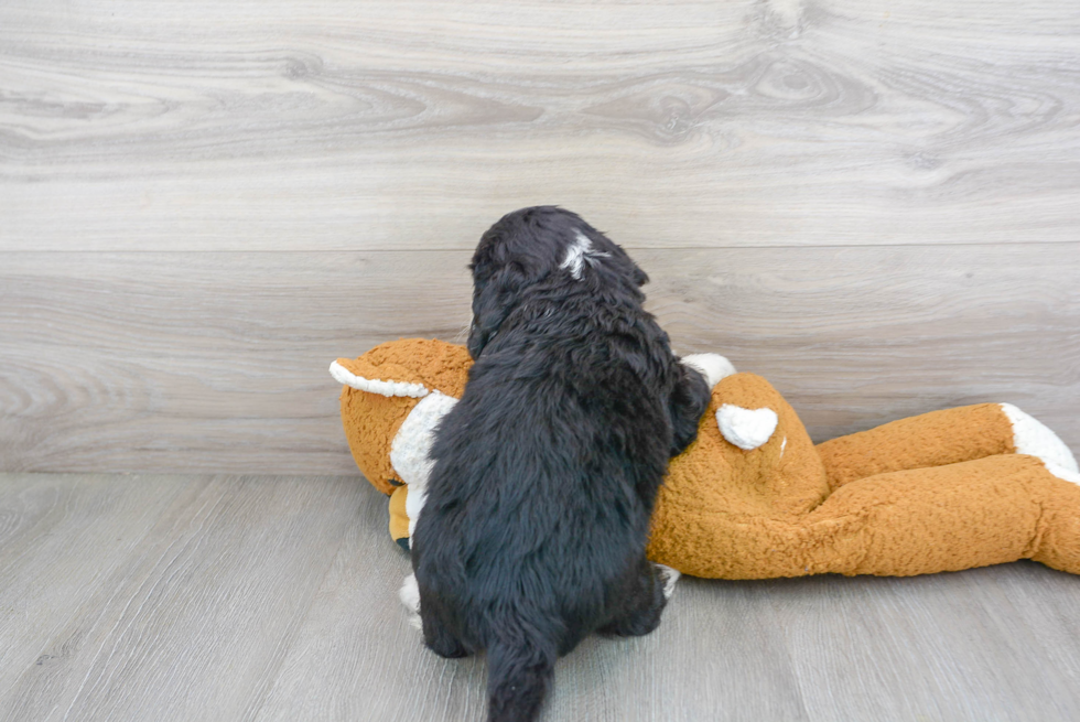 Adorable Bernadoodle Poodle Mix Puppy