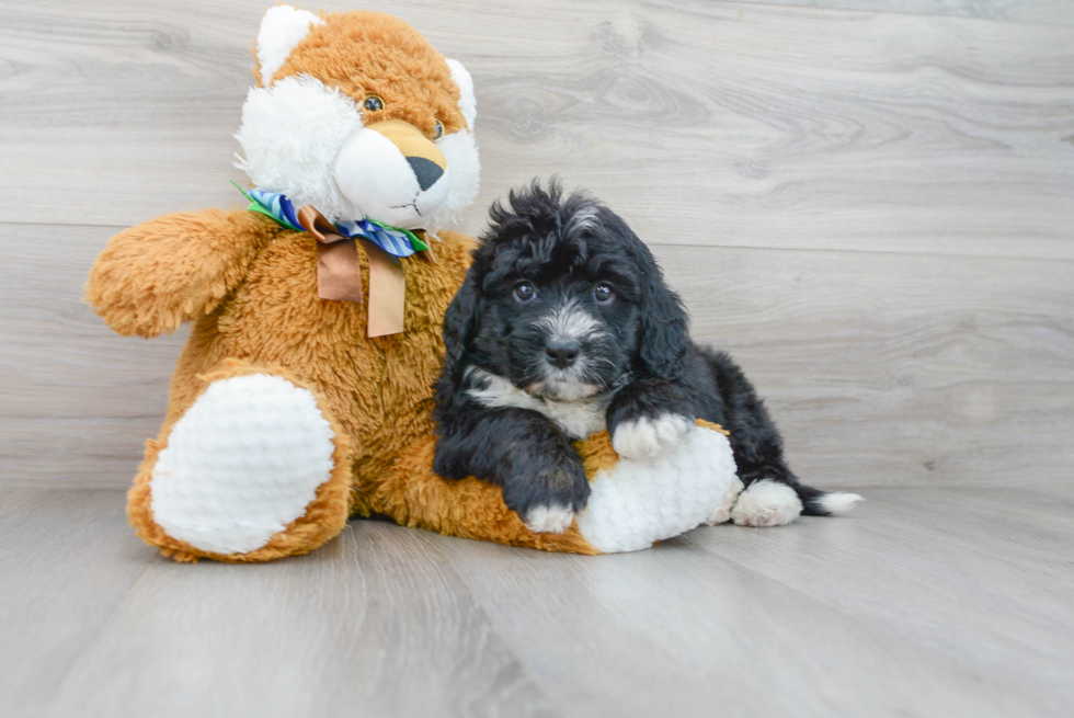 Cute Mini Bernedoodle Baby