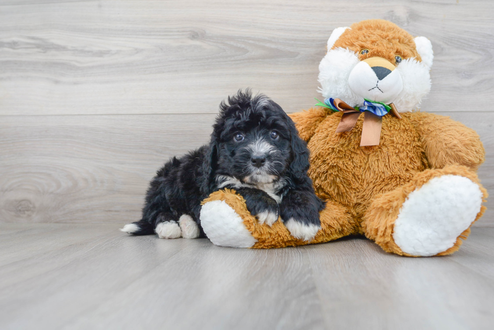 Mini Bernedoodle Pup Being Cute