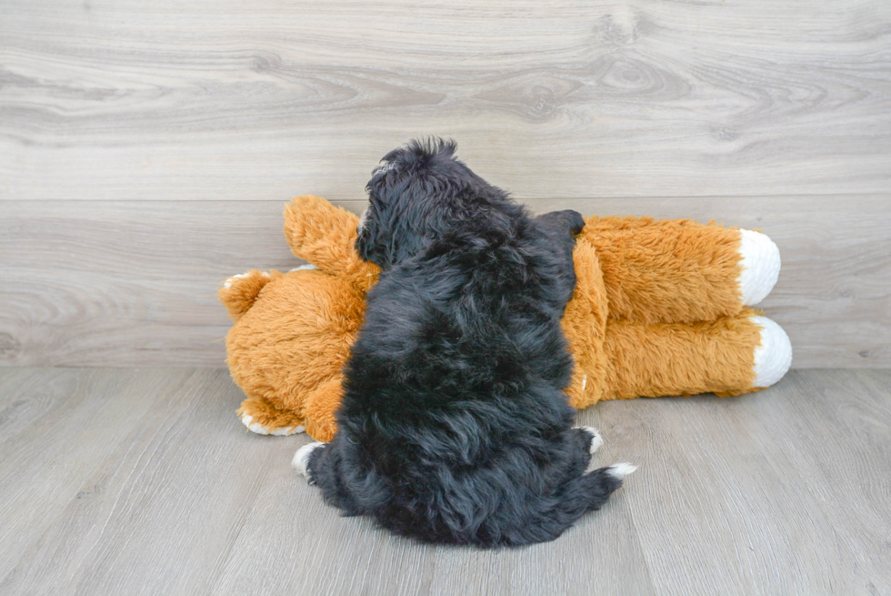 Mini Bernedoodle Puppy for Adoption