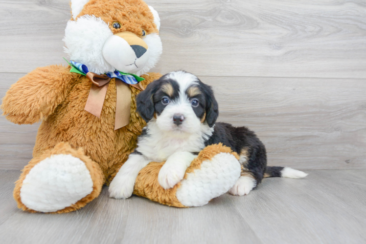 Happy Mini Bernedoodle Baby