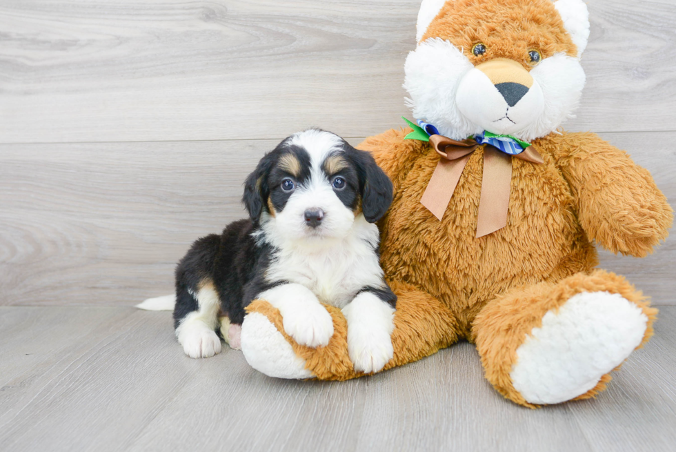 Friendly Mini Bernedoodle Baby