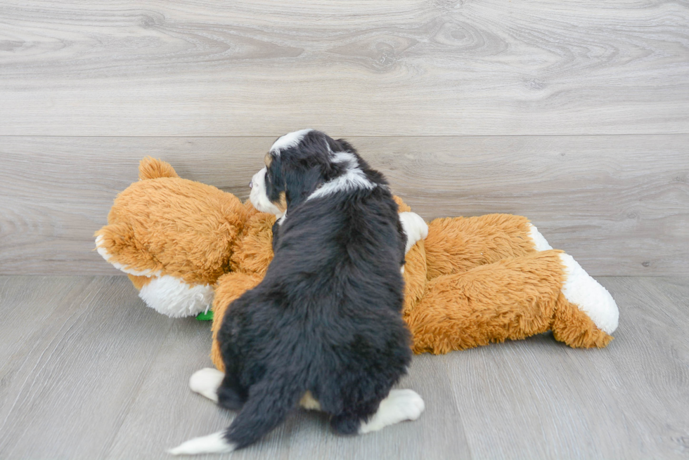 Mini Bernedoodle Pup Being Cute