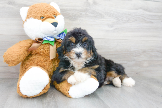 Friendly Mini Bernedoodle Baby