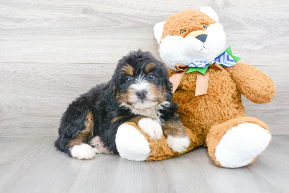 Best Mini Bernedoodle Baby