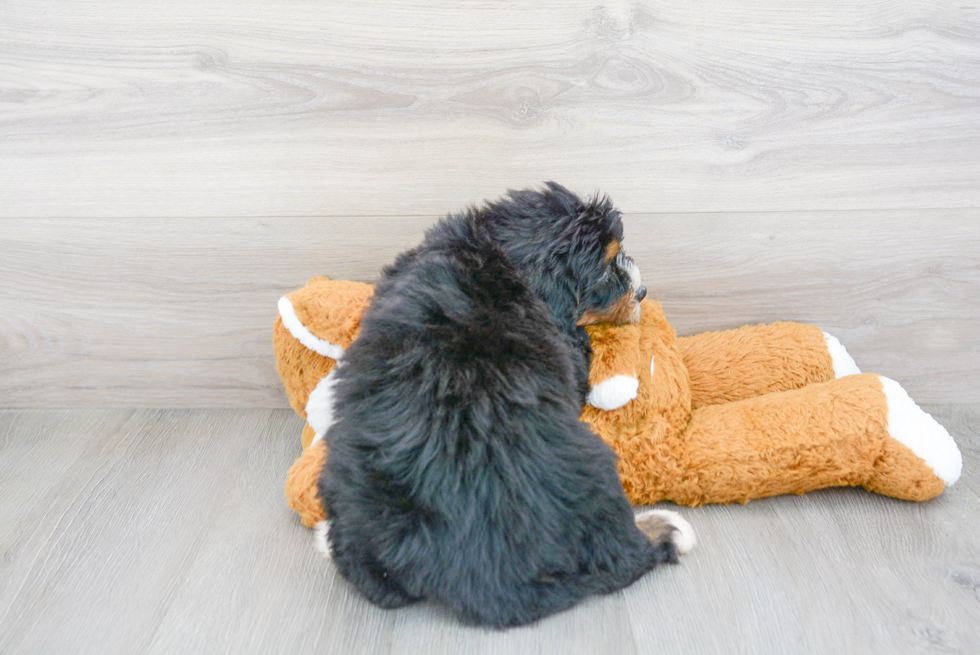 Popular Mini Bernedoodle Poodle Mix Pup