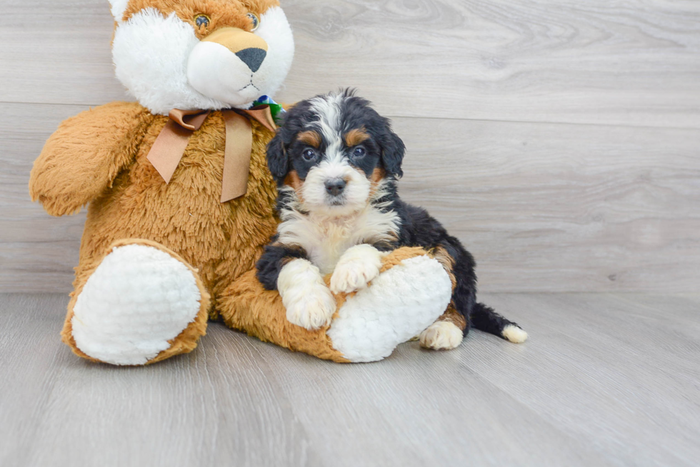 Popular Mini Bernedoodle Poodle Mix Pup