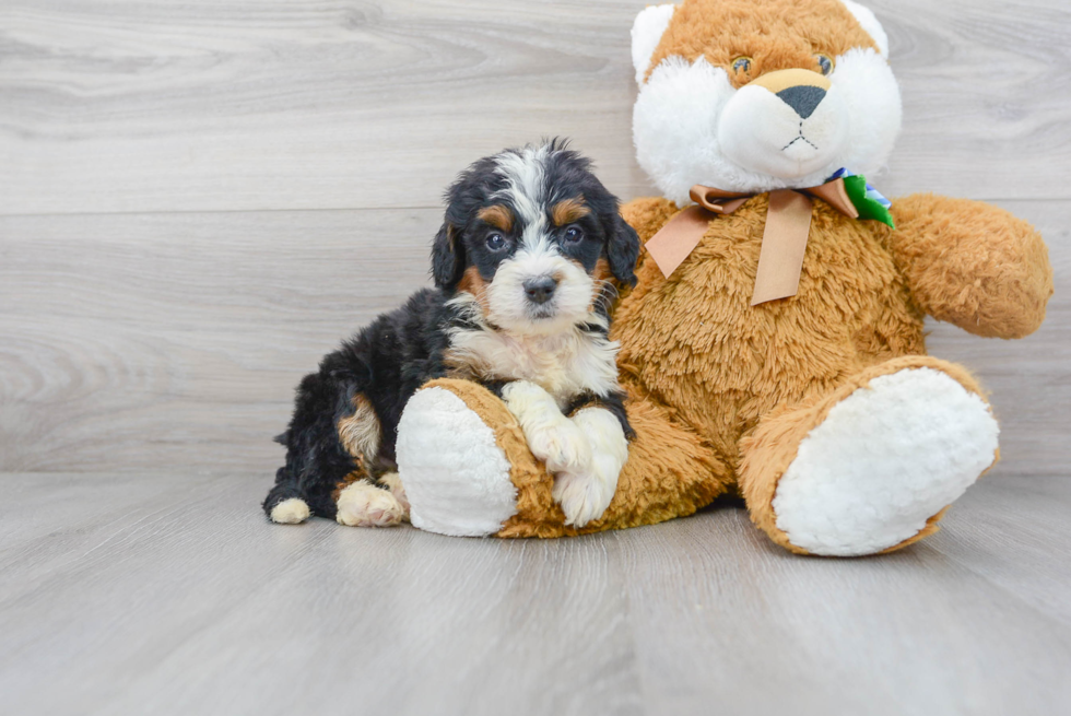 Hypoallergenic Bernadoodle Poodle Mix Puppy