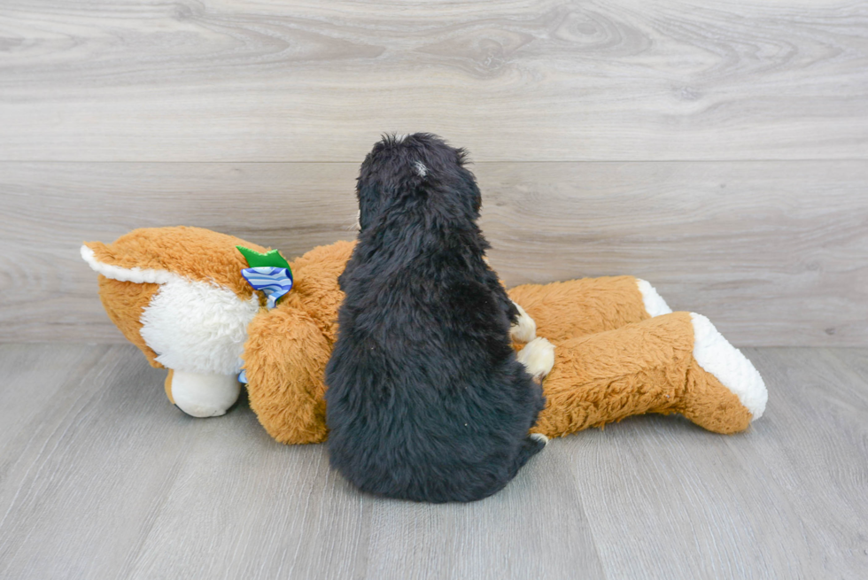 Mini Bernedoodle Puppy for Adoption