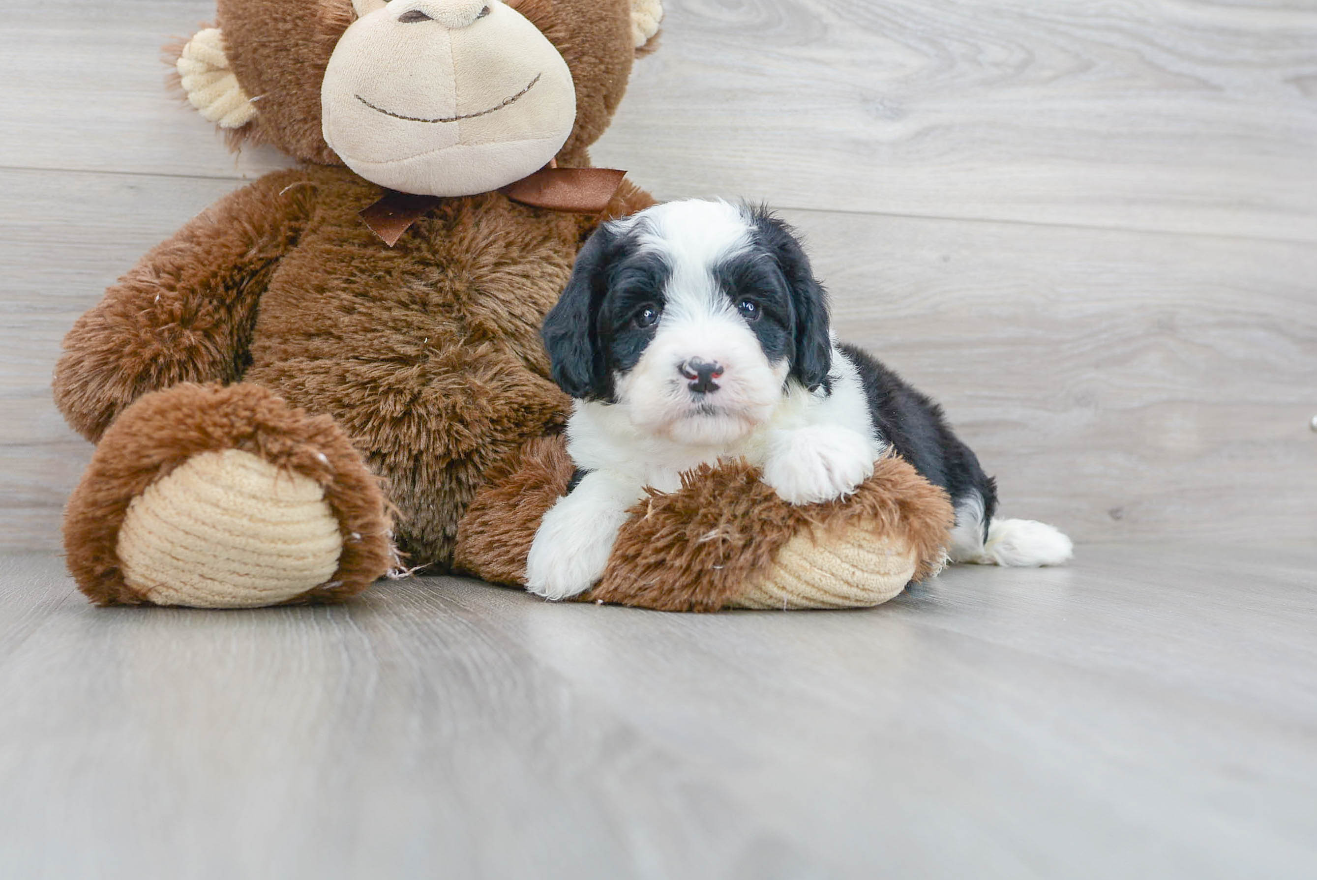 Small Mini Bernedoodle Baby