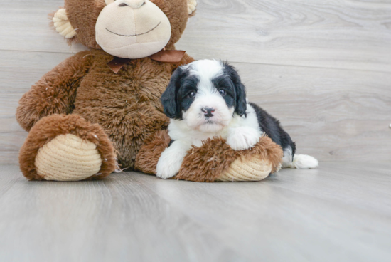 Small Mini Bernedoodle Baby