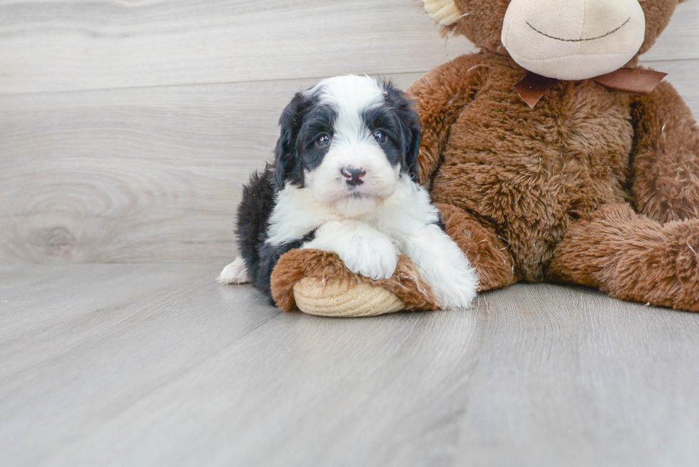 Sweet Mini Bernedoodle Baby