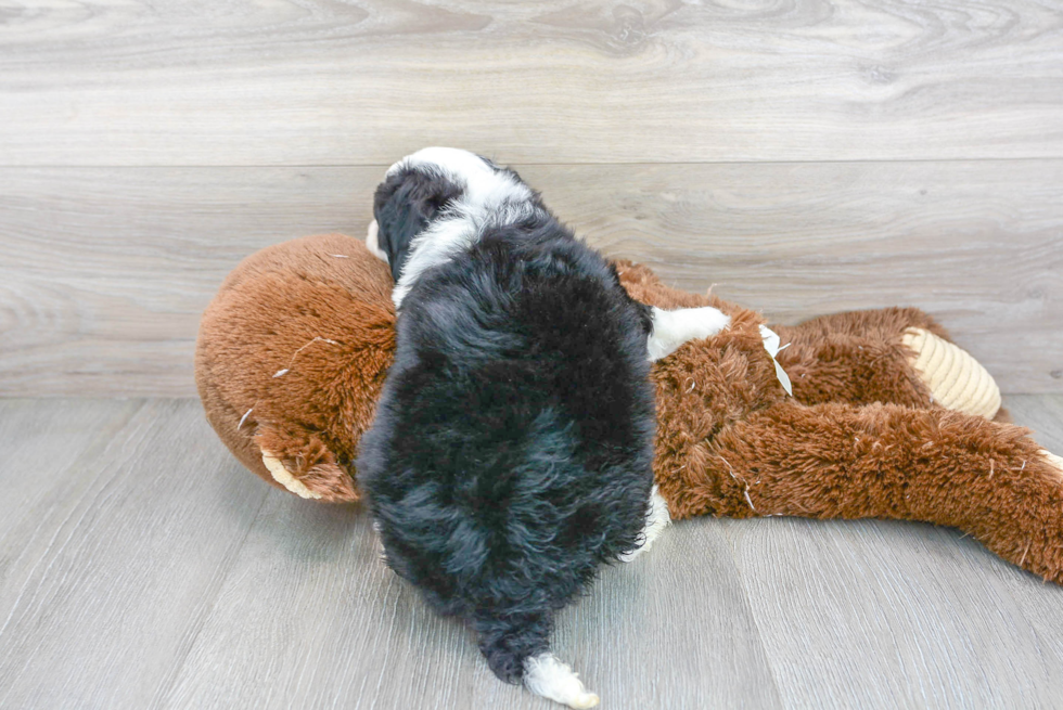 Popular Mini Bernedoodle Poodle Mix Pup