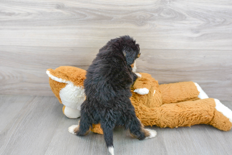 Energetic Bernadoodle Poodle Mix Puppy