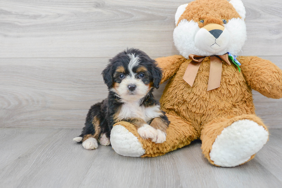 Energetic Bernadoodle Poodle Mix Puppy