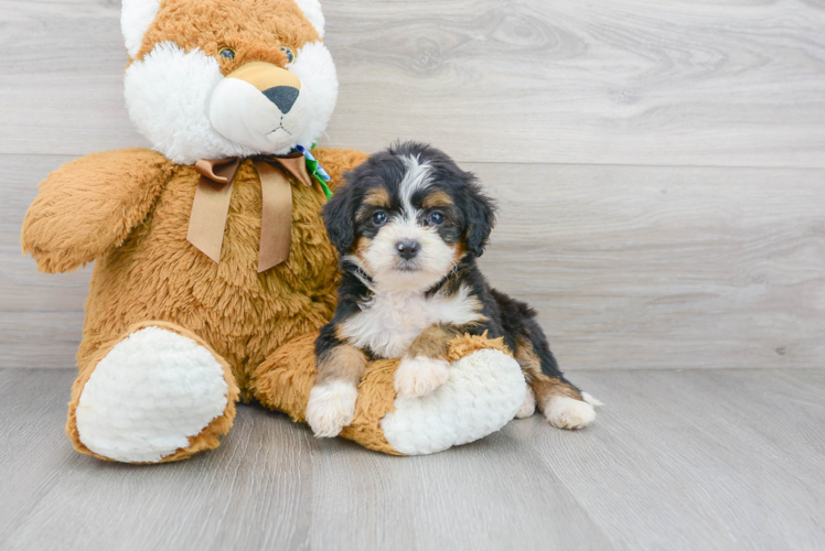 Small Mini Bernedoodle Baby