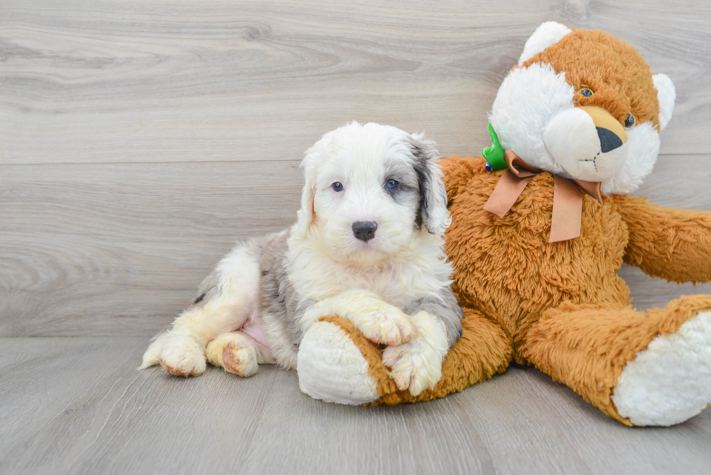 Mini Bernedoodle Puppy for Adoption