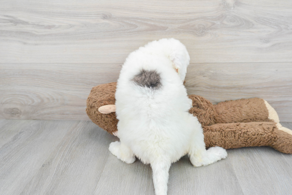 Hypoallergenic Bernadoodle Poodle Mix Puppy