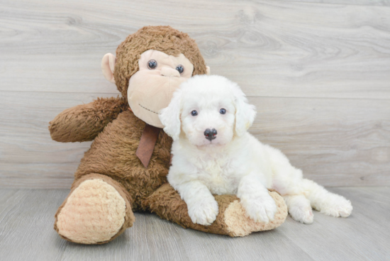 Funny Mini Bernedoodle Poodle Mix Pup