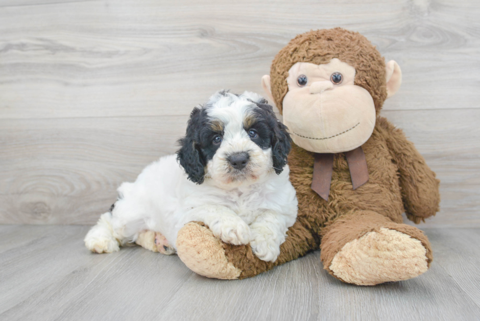 Little Mini Berniedoodle Poodle Mix Puppy