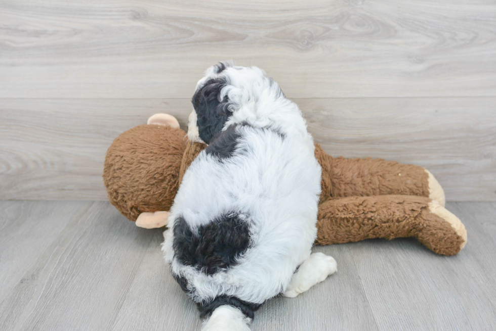 Funny Mini Bernedoodle Poodle Mix Pup