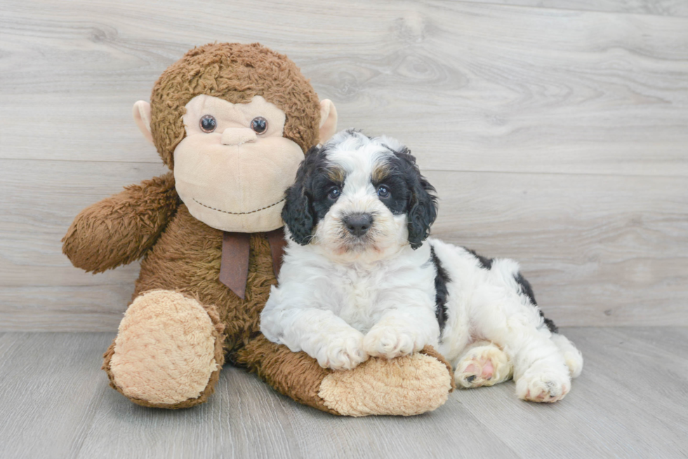 Mini Bernedoodle Puppy for Adoption