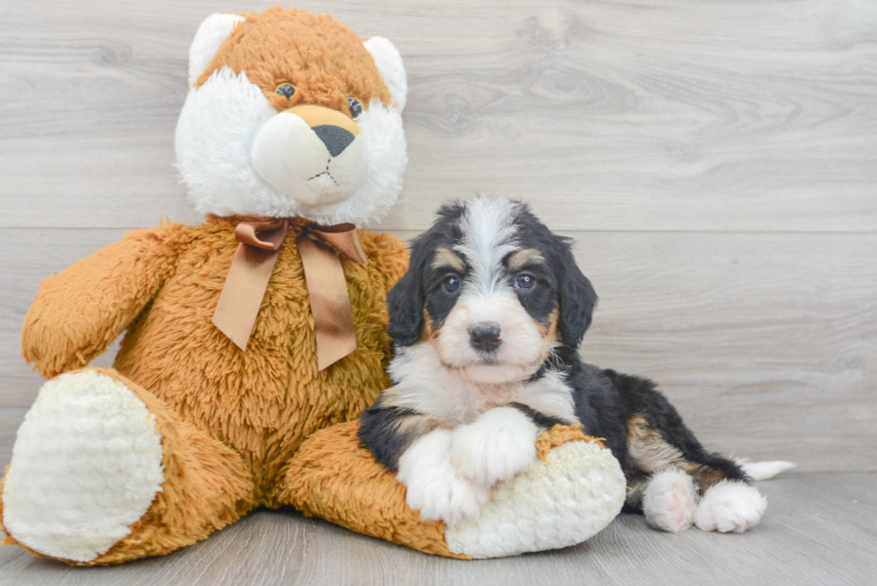 Small Mini Bernedoodle Baby