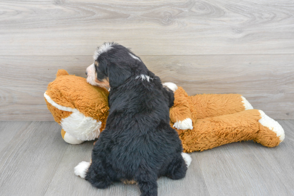 Friendly Mini Bernedoodle Baby