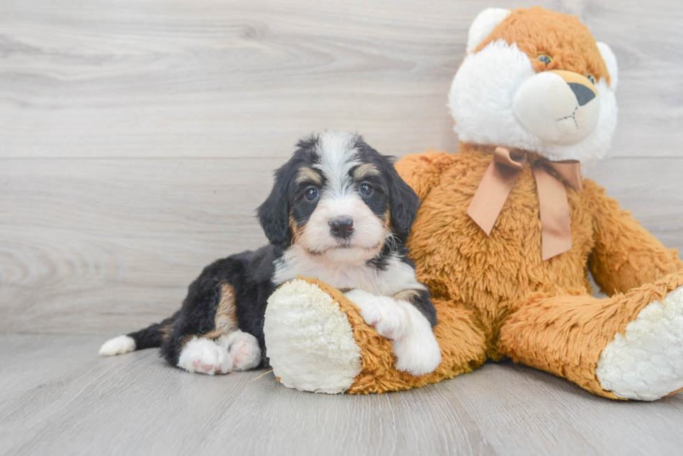 Popular Mini Bernedoodle Poodle Mix Pup