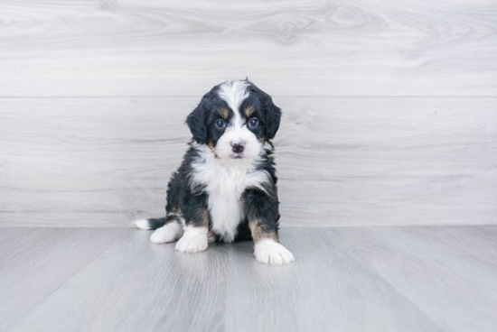 Best Mini Bernedoodle Baby