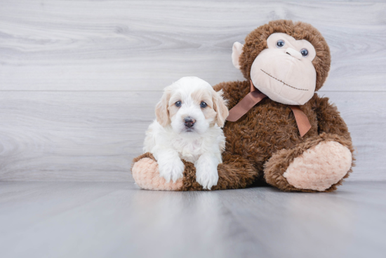 Adorable Mini Berniedoodle Poodle Mix Puppy