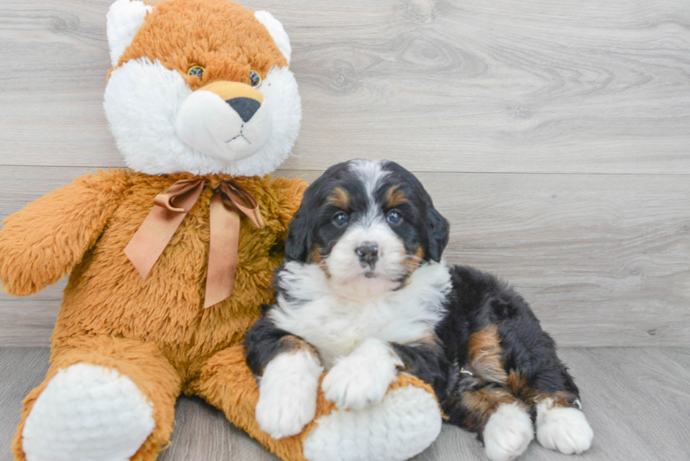 Mini Bernedoodle Pup Being Cute