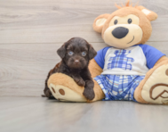 8 week old Mini Bernedoodle Puppy For Sale - Premier Pups