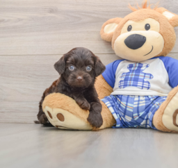 9 week old Mini Bernedoodle Puppy For Sale - Premier Pups