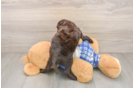 Little Mini Bernepoo Poodle Mix Puppy