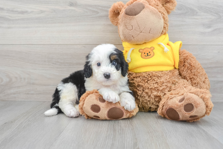 Fluffy Mini Bernedoodle Poodle Mix Pup