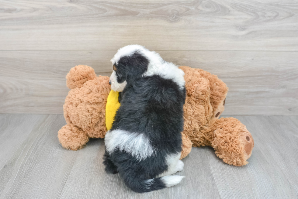 Mini Bernedoodle Puppy for Adoption